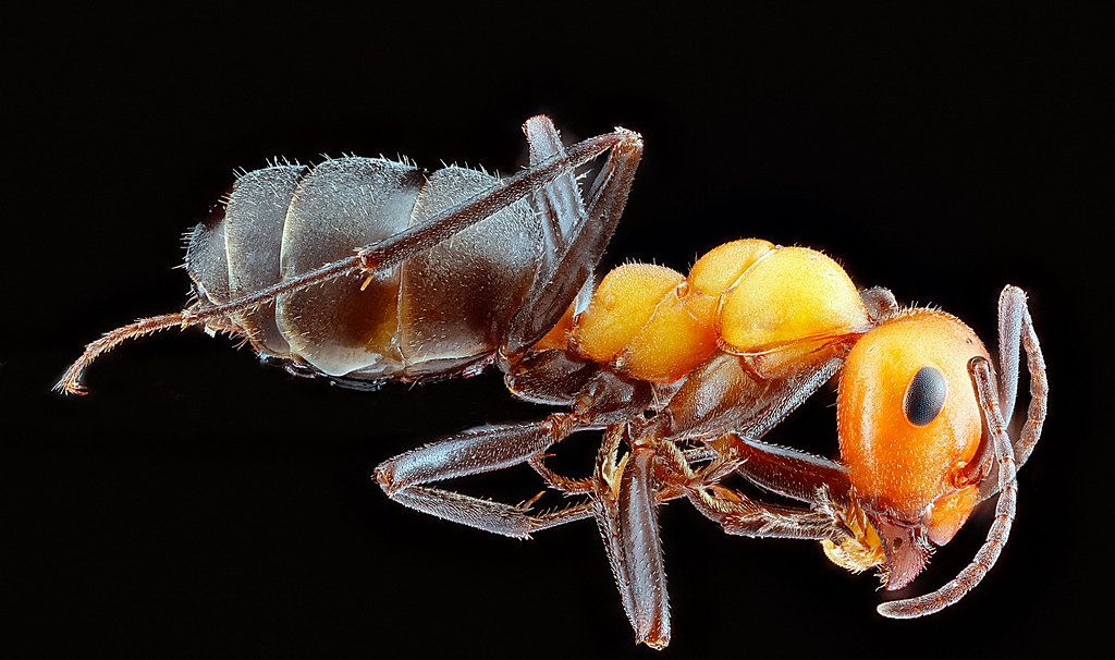 Ant Control service in Canton, OH