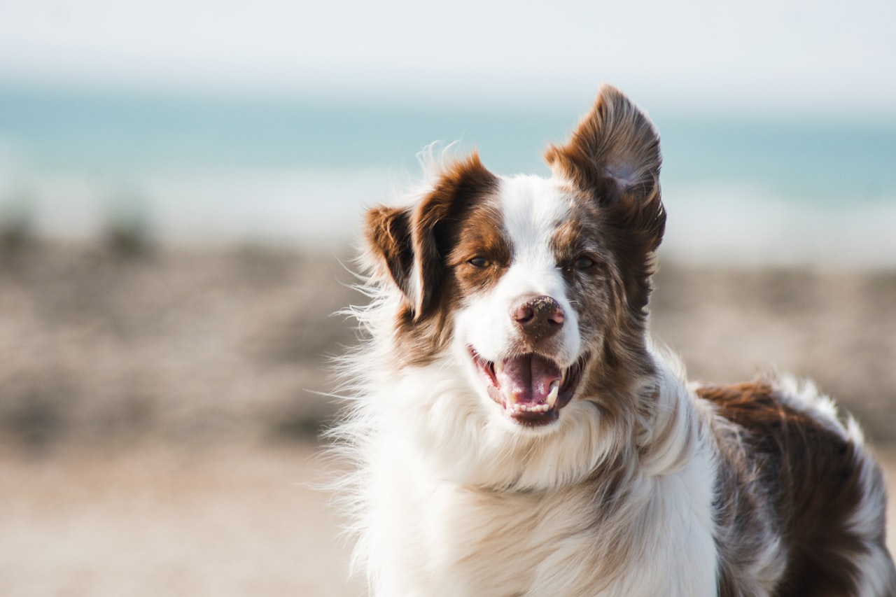 Flea & Tick Control service in Canton, OH