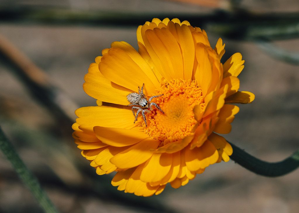 Spider Control service in Canton, OH